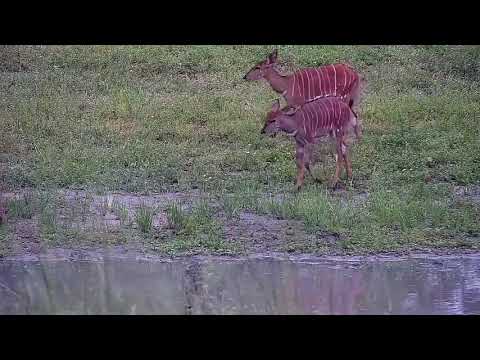 Djuma: Nyalas - 09:55 - 01/03/22