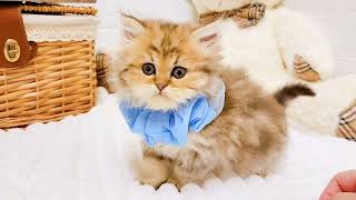 ペルシャの動画02