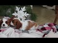 Cavalier King Charles Spaniel dogs for sale: Landon - Video 1
