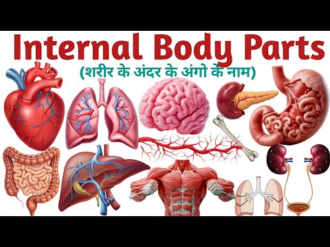 Internal Body Parts Name for Kids || Human Body Parts Inside || शरीर के अंदर के अंगो के नाम ||