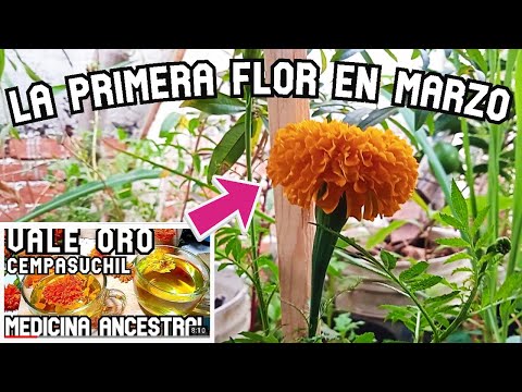 LA PRIMERA FLOR EN MARZO , TE COMPARTO ALGUNOS TIPS  QUE SEGURAMENTE VAN A SER DE MUCHA AYUDA