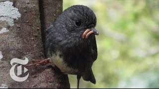 More Evidence Birds Can Count- Where'd that other mealworm go.