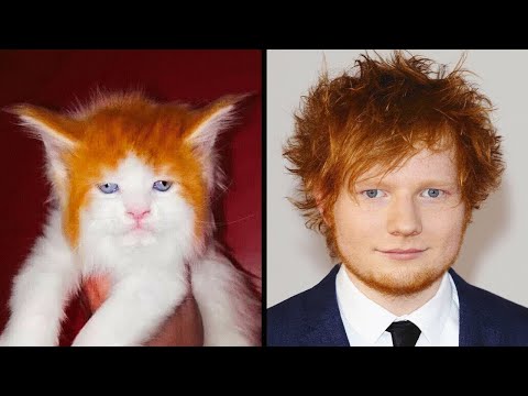 ऐसे  जानवर  जो  ठीक  सेलिब्रिटी  की  तरह  दिखते हैं  | Animals That Look Like Celebrities