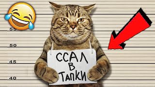 СМЕШНЫЕ ЖИВОТНЫЕ 2020 / ПРИКОЛЫ КОТЫ СОБАКИ, ЛУЧШИЕ ПРИКОЛЫ с Кошками и Собаками Funny Cats