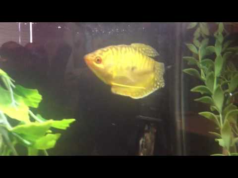 Watch Video on YouTube