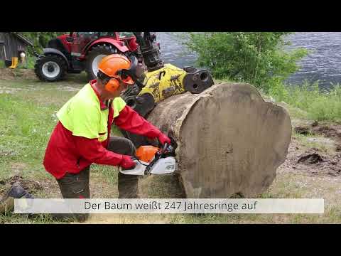 Bergung einer 1.400 Jahre alten Weißtanne aus dem Altausseer See