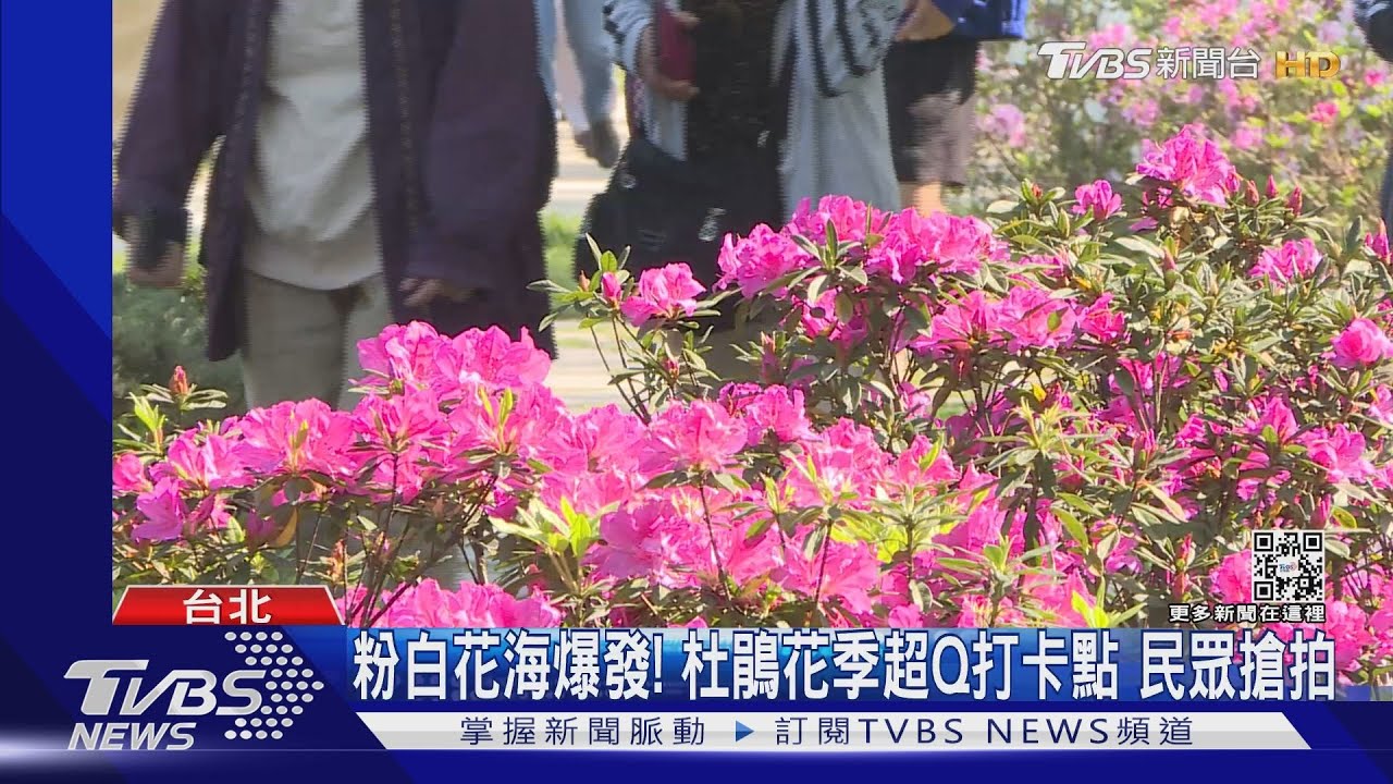 夢幻! 大安森林公園「繡球花、杜鵑」萬株齊開