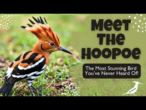 Meet the Hoopoe – The Most Stunning Bird You’ve Never Heard Of!