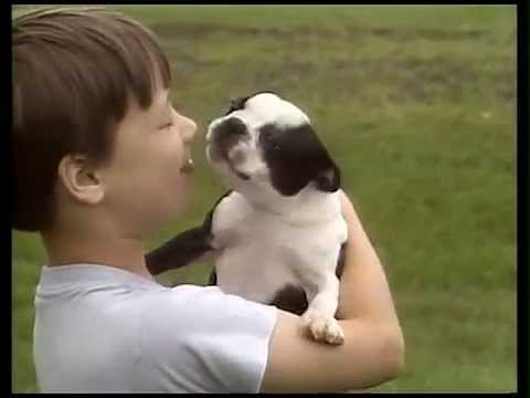 Boston Terrier breed video