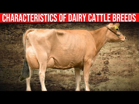 , title : '⭕ Characteristics Of Dairy Cattle Breeds ✅'