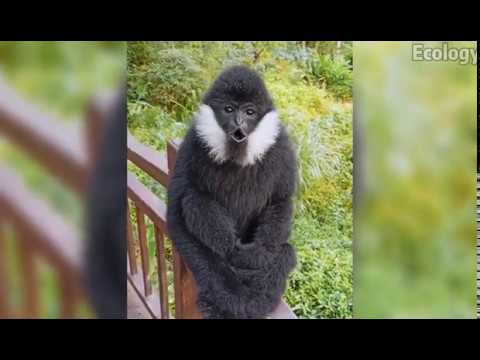 (Gibbon) The gibbon is funny and can swim | Ecology
