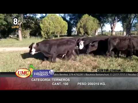 Lote 100 Terneros en Gral. San Martín, Chaco