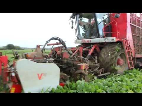 Sugar beet harvesting and loading