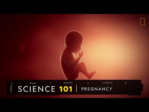 101科學教室：懷孕的奧祕 - 國家地理雜誌官方網站｜探索自然、科學與文化的最佳權