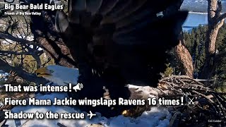 FOBBV🦅That Was Intense!📣Fierce Mama Jackie Wingslaps Ravens 16 Times⚔Shadow To The Rescue✈️2023-1-24
