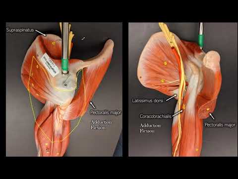 Muscles of the Upper Arm (glenohumeral and elbow joints)