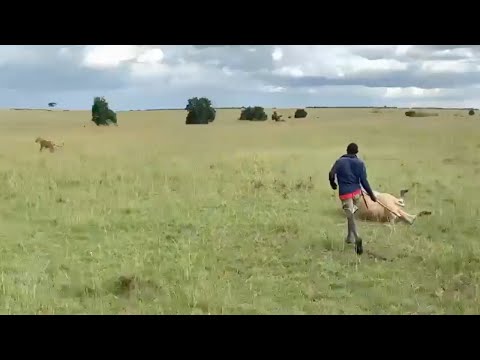 Maasai chases a lion eating his cow