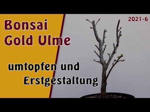Bonsai | Gold Ulme [Ulmus hollandica 'Wredei'] | 2021-6 | Umtopfen und Erstgestaltung