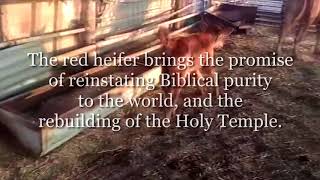 Video: Red Heifer born in Israel under the Temple Institute's 'Raise a Red Heifer' program