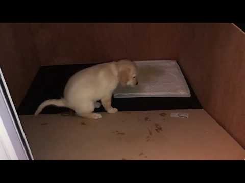 🐶  Golden Retriever Puppy has Zoomies and a Cheeky Poop! 💩 💩 Ewwww! 🤣 🤣 🤣