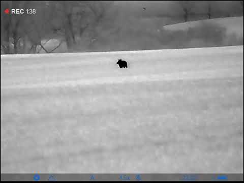 Jagd auf Schwarzwild - Sau bekommt Wind