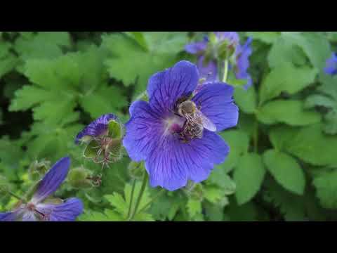 Vernee Thor E Camera Sample