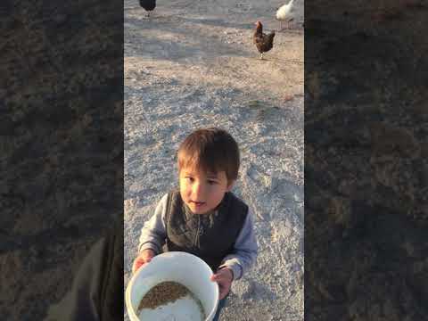 Asil Efe köyde kaz ve tavuklara yem veriyor