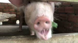 #pig #pigfeed #funnyanimal #animals #farmanimalct #funnyfarmanimal #funnypig #amazingpig #cutepigs