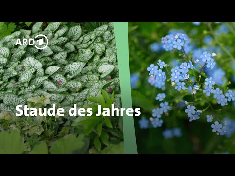 Kaukasus-Vergissmeinnicht: Staude des Jahres blüht im Schatten | MDR Garten