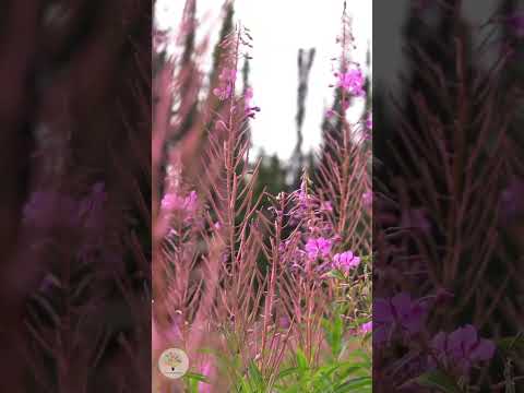 Die Wahrheit über Blühstreifen: Warum heimische Wildblumen die bessere Wahl sind
