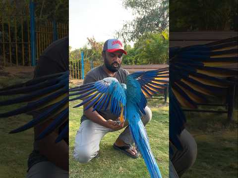 Parrot IQ level | How intelligent parrots are? | #parrots #ShaikhTanveer #Macaws