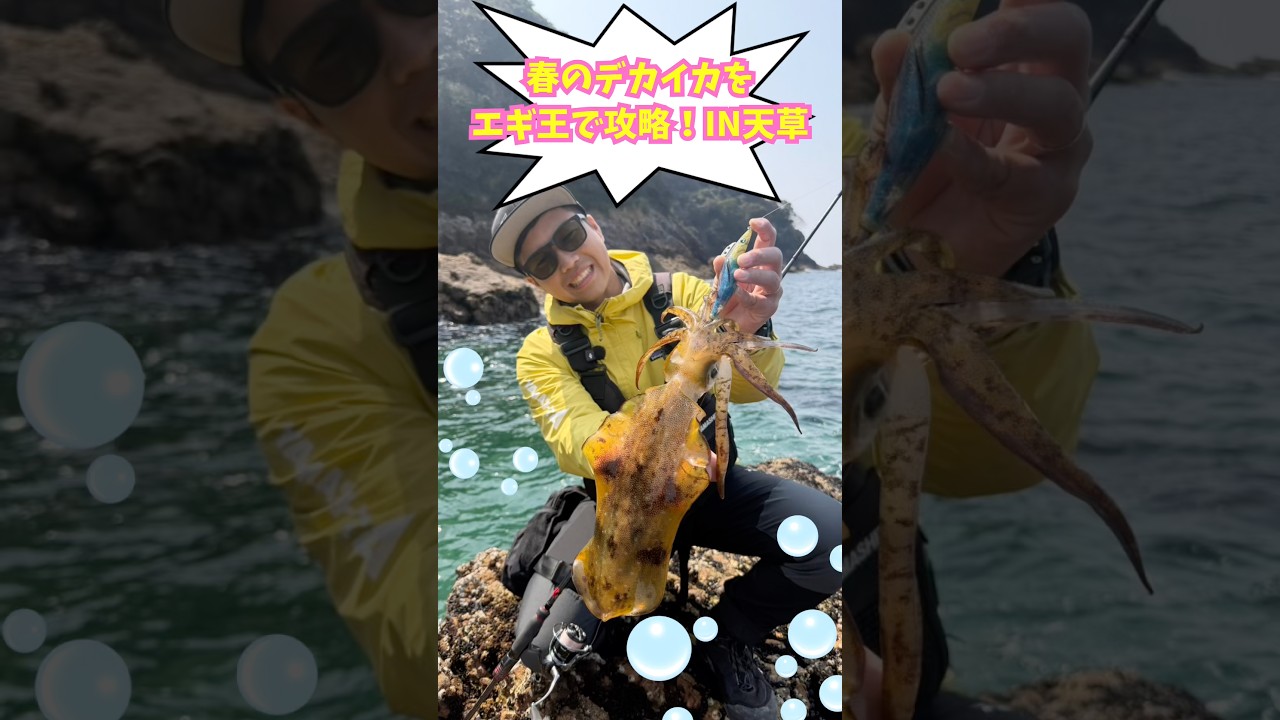 春の#デカイカを#エギ王で攻略！IN#天草#shorts
