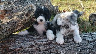 Video preview image #15 Bordoodle Puppy For Sale in STRAFFORD, MO, USA