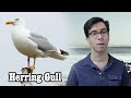 The Murderous Herring Gull