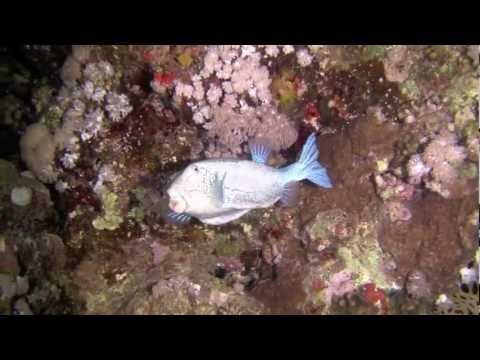 Roncs szafari 2011 you tube.mov