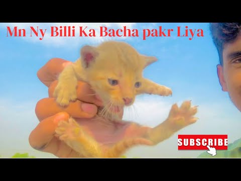 Taseen Vlogs ### kitten ####### Types of cat####     Cat ###cat ko pakrne ka treeqa