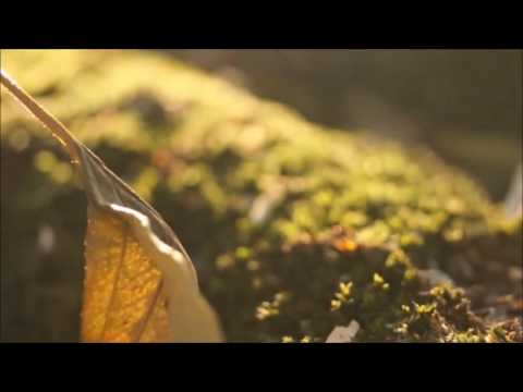 DJ Mindaugelis - Saulele Motule - Daina.LT 2013