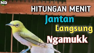 Download lagu Pleci betina birahi perangsang bunyi mp3 Download lagu Pleci betina birahi perangsang bunyi mp3