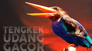 Download lagu JARANG ADA NGEKEK PANJANG KAYA GINI #tengkekudang #kingfisher #masterantengkekudang #masteranburung mp3