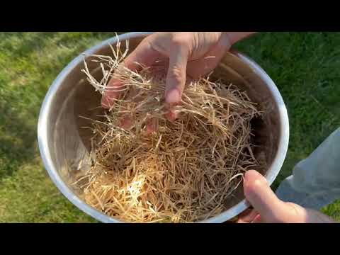 Harvesting Mustard Seeds, Brown Mustard Seeds