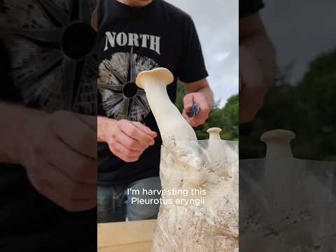 King Trumpet Mushrooms | Pleurotus eryngii