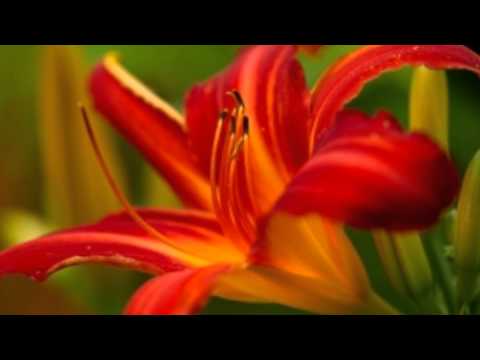 Classical Music Vol. 14 Antonio Vivaldi "Four Seasons" (Spring) HD