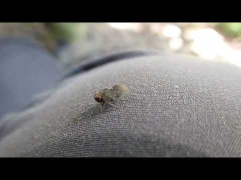 Planthopper unknown, Issidae indet, Sungai Relau, Taman Negara, Malaysia, 24 May 2025