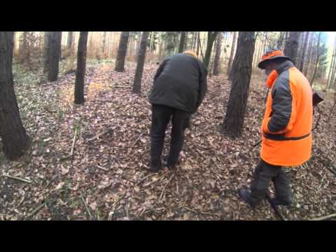 Driven hunt in Poland / Polowanie / Í skóginum 6