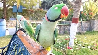 How to Identify World Best Talking Parrot? | PBI Official