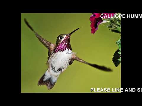 Calliope Hummingbird