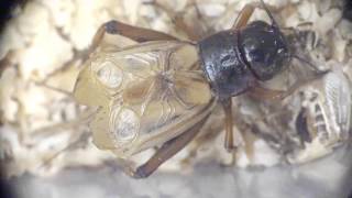 Two spotted cricket, African Field Cricket, Black Cricket's Chirp