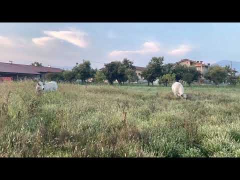 #continua con spostamento mucche su Daily