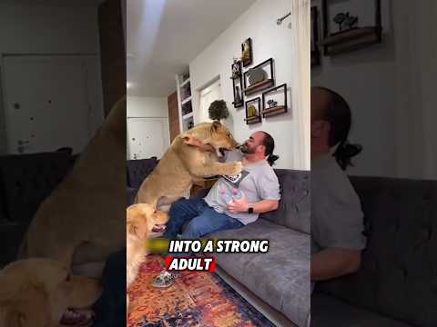 The helpless lion was lucky to meet a kind man who saved it after being abandoned #rescue #lion