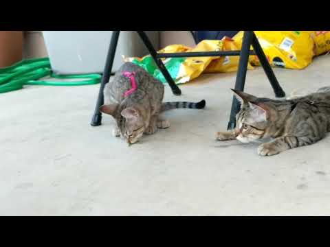 Kitten Suppertime 4: Leena Eats a Katydid